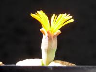 Thumbnail of 1900_Lithops dorotheae_20160830_02(1).JPG